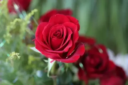 百度智能小程序基础库3.190版新增书架功能