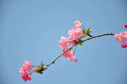 微信支付接口、官方个人免签支付接口YunGouOS个人支付接口 1.1.13 版: 新增微信刷脸支付