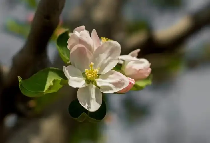 在软件开发模型中，（       ）将瀑布模型和快速原型模型结合起来，强调其他模型所忽视的风险分析，特别适合于大型复杂的系统。