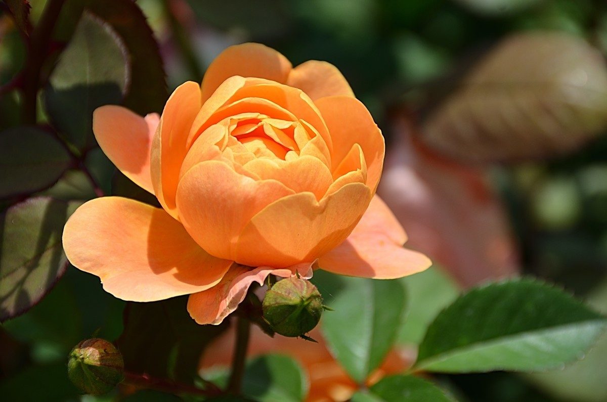 以下不是电子政务的表现形态的是（      ）。