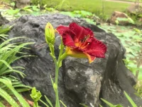 NomadBSD 1.4 RC1 发布，USB 闪存驱动的持久性实时系统