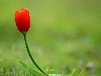 信息化就是计算机、通信和（    ）的现代化。