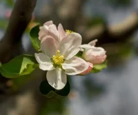 Nimporter 1.0.0:导入时将 Nim 编译为 Python 模块