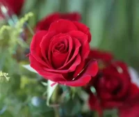 运维进化论：微盟故障给我们的启示