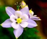 PC 上的安卓系统：Android-x86 9.0-r1