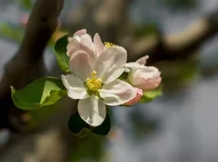 浏览器中的深度学习框架:Paddle.js 1.0