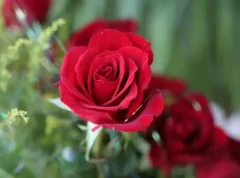 Web 前端框架：Angular 10.1.0