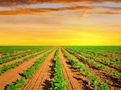 Web 前端框架：Angular 10.0.0-rc.6