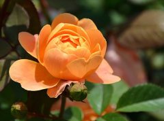 微信系开发脚手架TNWX 2.2.0