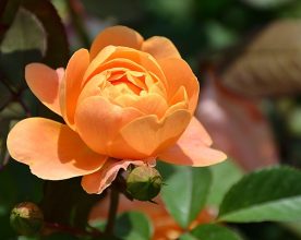 PostgreSQL 13 Beta 1