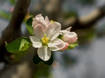 NomadBSD 1.4 RC1 发布，USB 闪存驱动的持久性实时系统