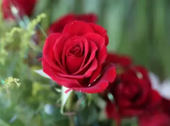 NomadBSD 1.4 RC1 发布，USB 闪存驱动的持久性实时系统