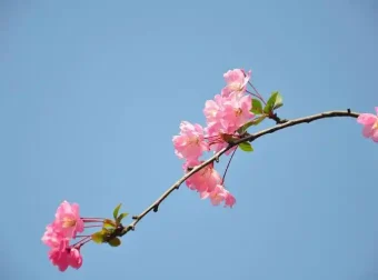 富文本编辑器CKEditor 4.16.0 发布