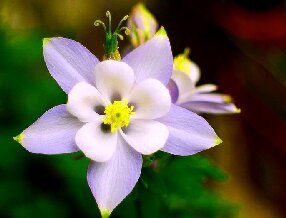 PC 上的安卓系统：Android-x86 9.0-r1