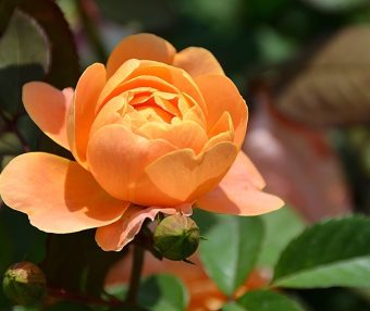 前端框架：Bootstrap 4.5.0