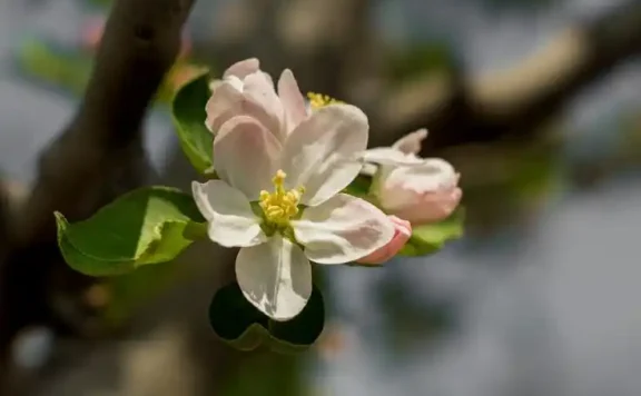 Linux学习之路(四)帮助命令