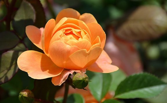 运维进化论：微盟故障给我们的启示