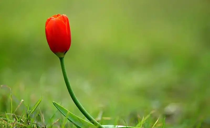 以下有关软件测试的说法中正确的是（      ）。